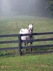 Image showing stallion against fence