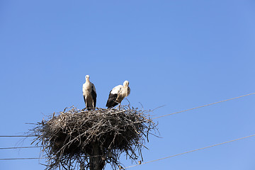 Image showing storks in the nest