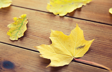 Image showing close up of many different fallen autumn leaves