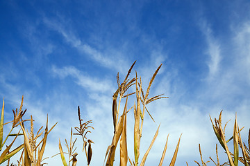 Image showing Field with corn