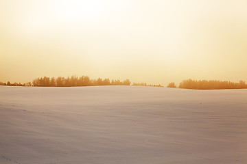 Image showing forest in winter, dawn