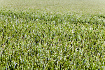 Image showing green cereals , spring