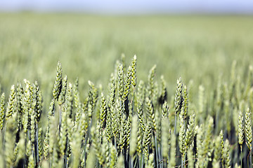 Image showing immature green grass