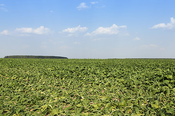 Image showing Field with sugar beet