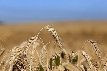 Image showing ripe yellow cereals