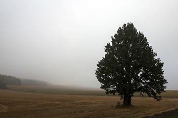 Image showing tree in the field