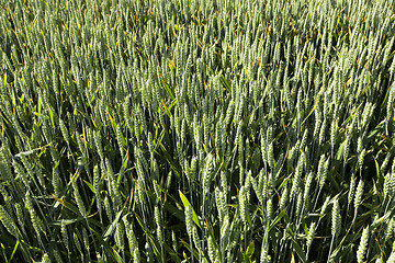 Image showing agricultural field wheat