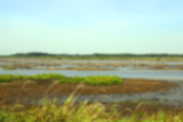 Image showing swamp, the end of summer