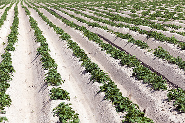 Image showing Agriculture, potato field