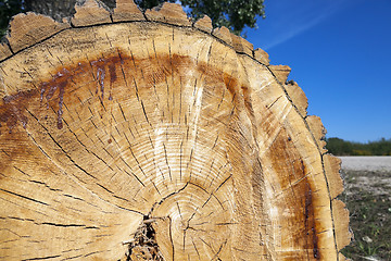 Image showing cut down a tree, close-up