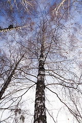 Image showing Birch tree in winter