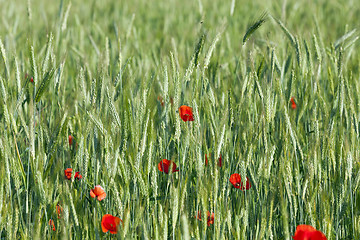 Image showing Red poppy flowers