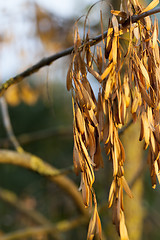 Image showing maple seeds fall