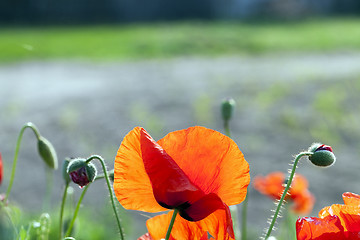 Image showing red poppies. summer