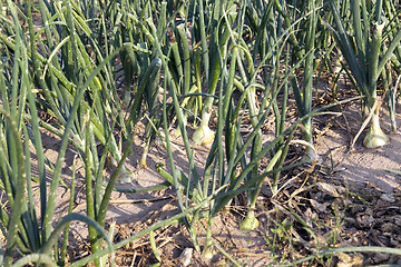 Image showing field with green onions