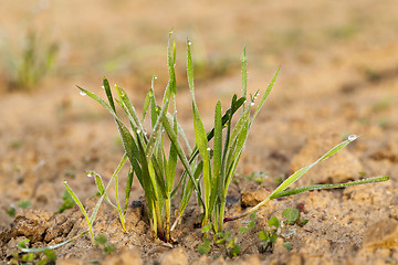 Image showing young grass plants, close-up