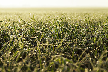 Image showing young grass plants, close-up