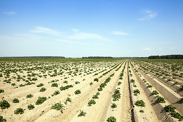 Image showing Agriculture, potato field