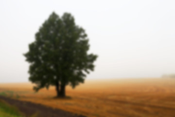 Image showing tree in the field