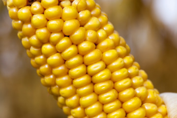 Image showing mature corn crop