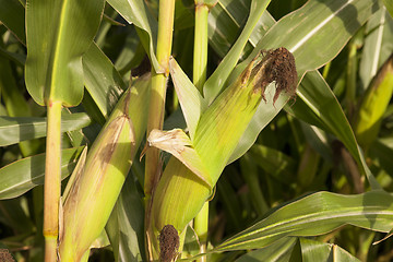 Image showing Field with corn