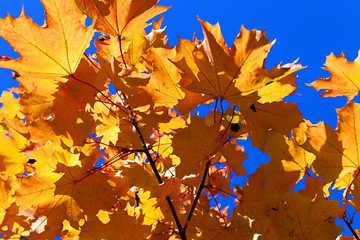 Image showing autumn in the park