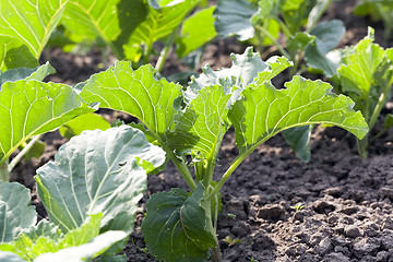 Image showing Field of cabbage, spring