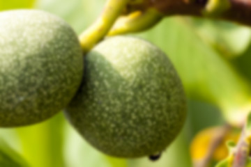 Image showing unripe green walnuts