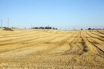 Image showing agricultural field with cereal