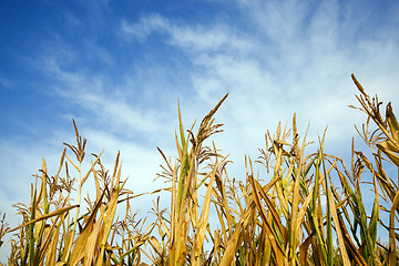 Image showing Field with corn