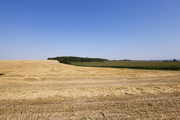 Image showing farm field cereals