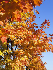 Image showing yellowing leaves on the trees