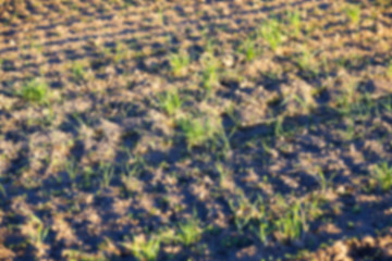 Image showing young grass plants, close-up