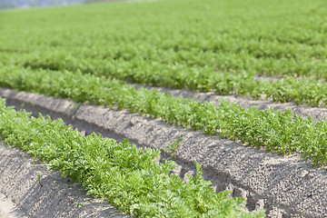 Image showing Field with carrot