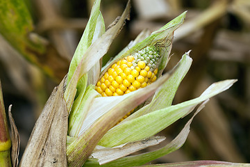 Image showing mature corn crop