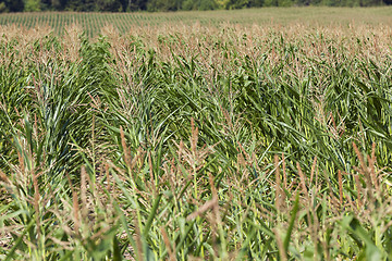 Image showing Field with corn