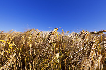 Image showing ripe yellow cereals