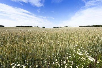 Image showing flowers in the field