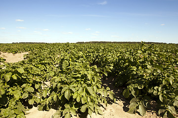 Image showing Agriculture, potato field