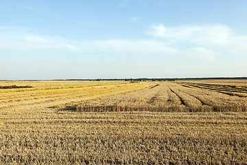 Image showing farm field cereals