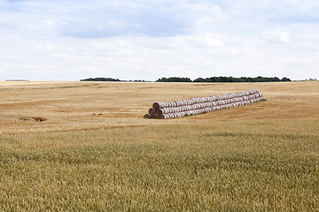 Image showing stack of wheat straw