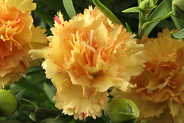 Image showing Carnation Flower