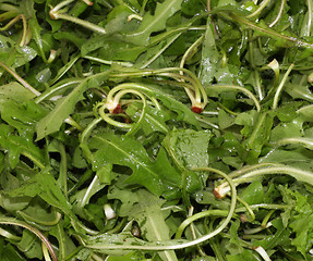 Image showing Chicory (Cichorium intybus)