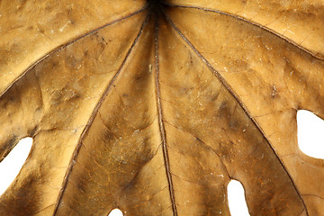 Image showing Dry Leaf