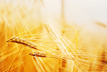 Image showing wheat