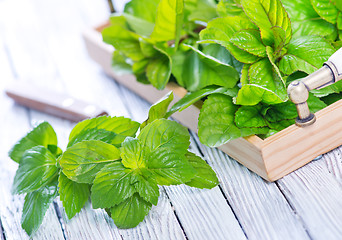 Image showing fresh mint