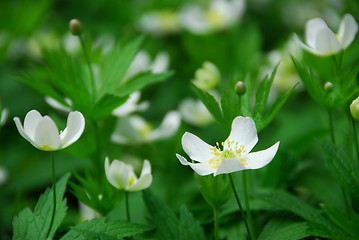 Image showing Wood anemones