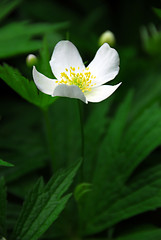 Image showing Wood anemone