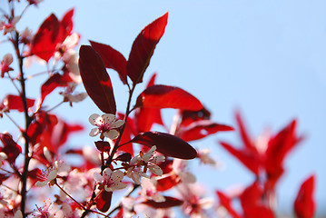 Image showing Bloomig cherry