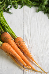 Image showing Freshly grown carrots